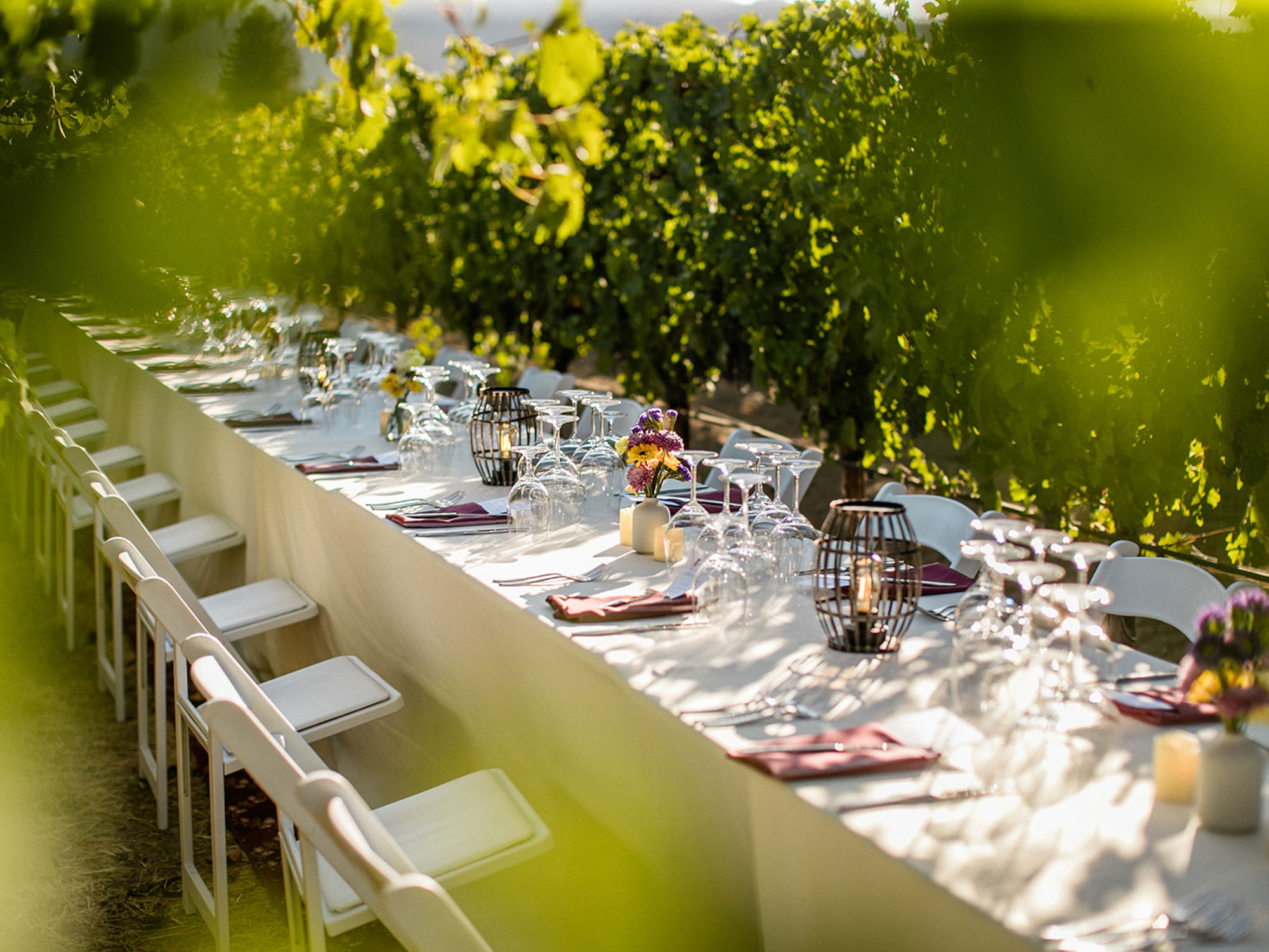 table in vineyard