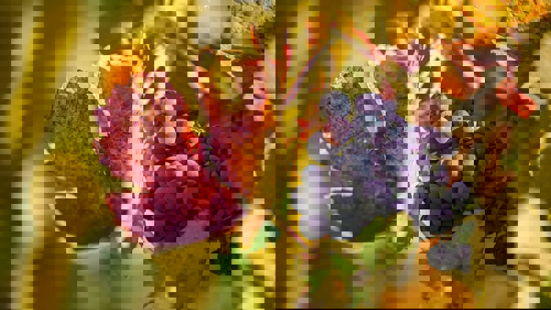 Bothe-Napa Valley State Park